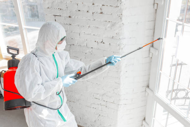 Why You Should Choose Our Mold Remediation Services in Newton, IL